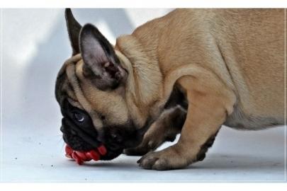 Bildsch�ner Franz.  Bulldoggen Welpe (R�d