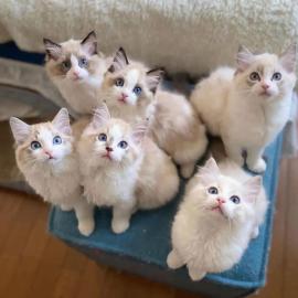 Ragdoll-K�tzchen mit Stammbaum