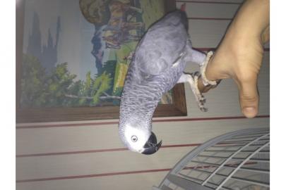 Graupapageienbabys