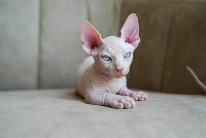 Sphynx-Katzen zur Adoption