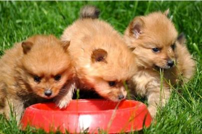Bezaubernde echte Pomeranian-Zwergspitzw