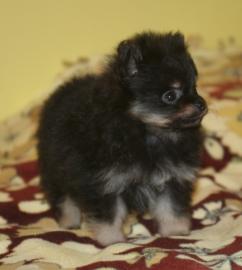 Bezaubernde echte Pomeranian-Zwergspitzw