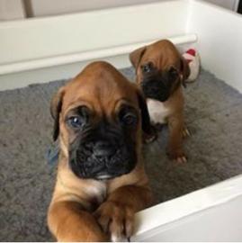 Hervorragende Boxerwelpen