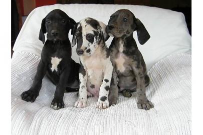 Deutsche Doggen Welpen