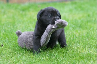 Liebevolles Labrador Babys mit Papieren