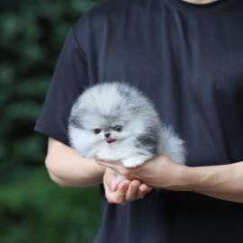 Bezaubernde Pomeranian-Welpen suchen ein