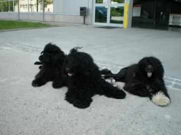 Portugisischer Wasserhund