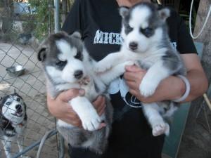 Entz�ckende Siberian Husky-Welpen