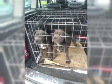 Cane Corso Welpen jetzt 11 Wochen alt