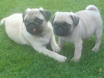 Liebe Mops Welpen mit Papieren