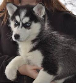 Unsere Siberian Huskies