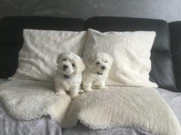 Bezaubernde Malteserbabys