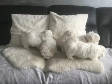 Bezaubernde Malteserbabys