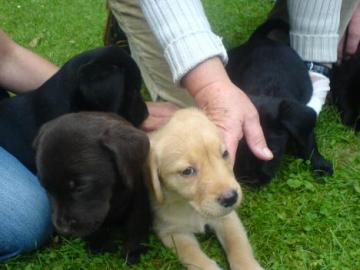 Wundersch�ne Labrador Welpen zu verkaufe