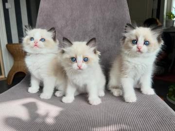 Ragdoll-K�tzchen mit Papieren. 