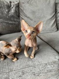 Sphynx Katzchen abgabebereit mit Stammba