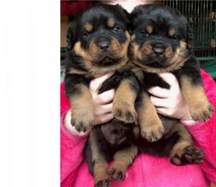 Wundersch�ne Rottweiler Welpen