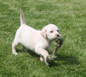 S�sse Labradorwelpen suchen liebevolles