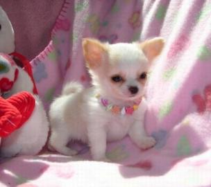*Mini Chihuahua_Welshmen f�r 165 EUR
