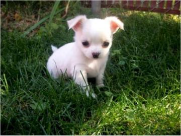 *Mini Chihuahua_Welshmen f�r 165 EUR