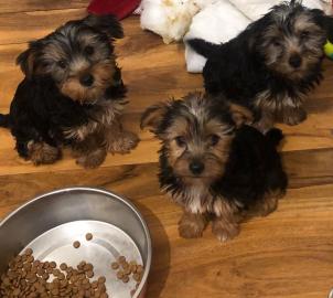 Zuckers??en Yorkshire Terrier Welpen