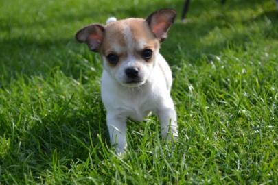 Mini Chihuahua Babys fur 165 euro in (La