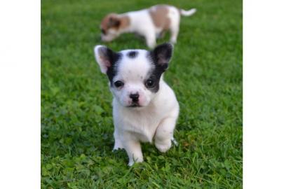 Mini Chihuahua Babys fur 165 euro in (La