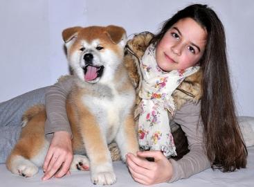 Akita Inu Welpen zu verkaufen