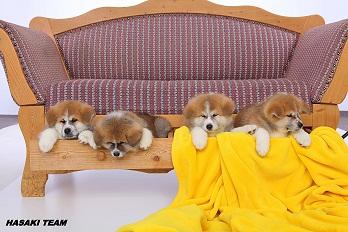 Akita Inu Welpen zu verkaufen