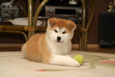 Akita Inu Welpen zu verkaufen