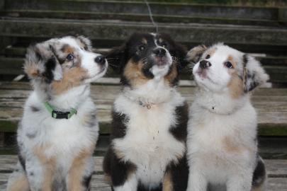Australian Shepherd Welpe, ASCA