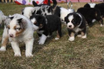 Australian Shepherd Welpe, ASCA
