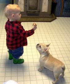 S��e Reinrassige Franz�sische Bulldogge