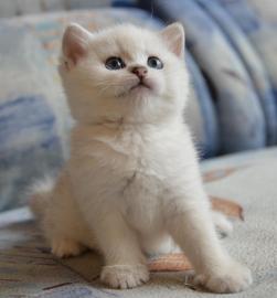 Geimpft, Entwurmt BKH Zuhause