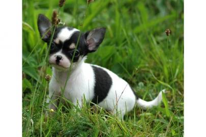 3 Top-Chihuahua-M�dchen in Kurz-u. Langh
