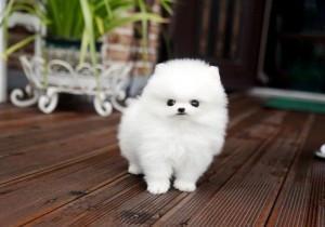 Zwergspitz / Pomeranian welpen   preis: