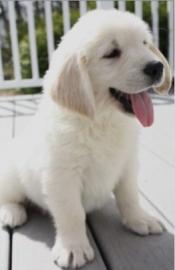 Golden Retriever Welpen