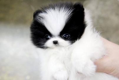 MINI POMERANIAN ZWERGSPITZ BOO WELPEN ZU