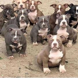 Super s��e Welpen Blue-Line PitBull Terr