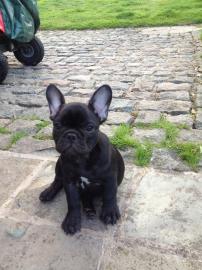 Super sch�n franz�sisch Bulldogge Welpen