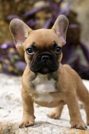 Super sch�n franz�sisch Bulldogge Welpen