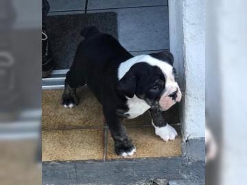 Englische Bulldoggen abgabebereit