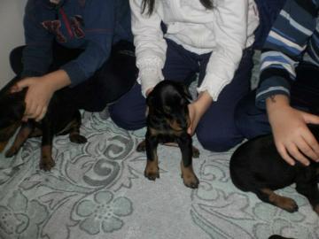 Wundersch�ne Und Kr�ftige Dobermann Welp