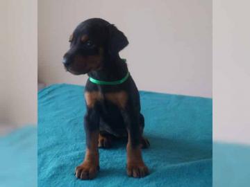 Wundersch�ne Und Kr�ftige Dobermann Welp