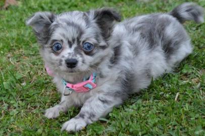 Chihuahua Puppies