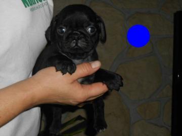 Wundersch�ne, sportliche Mops Welpen