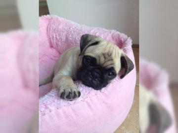 Wundersch�ne, sportliche Mops Welpen