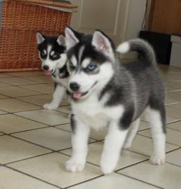 Wundersch�ne und gesunde Huskywelpen
