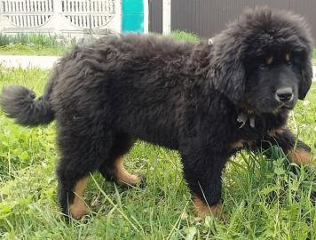 Tibetan mastiff puppy