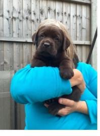 Labrador Retriever Welpe (+41798072575)